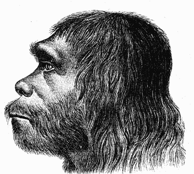 Sursă «Ther Neanderthaler Fund». Publicat de Marcus Bonn. Sursă Wikipedia. Autor desen Hermann Schaaffhausen, 1888.