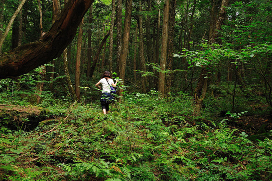 Aokiagahara, pădurea morţii