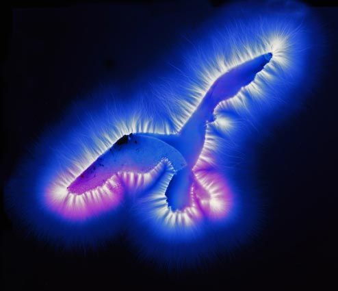 Efectul Kirilian pe silueta unei păsări. Foto de Emmanuel Heredia. Sursa Wikipedia 